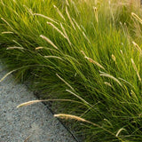 Sesleria autumnalis - Blauwgras - toptuinplanten