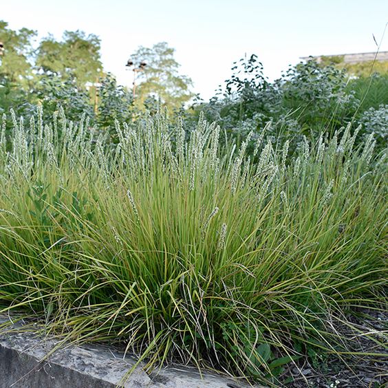 Sesleria autumnalis - Blauwgras - toptuinplanten