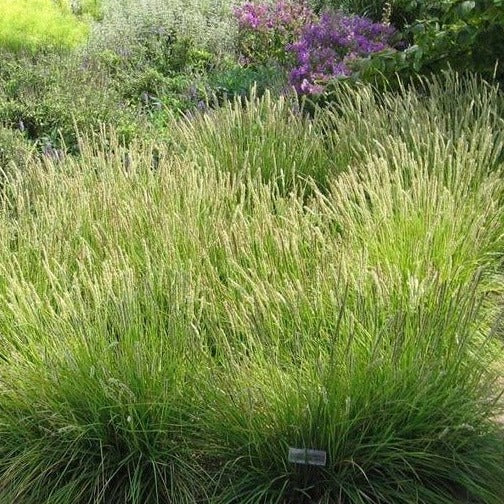 Sesleria autumnalis - Blauwgras - toptuinplanten