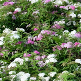 Spiraea japonica 'Genpei' - toptuinplanten