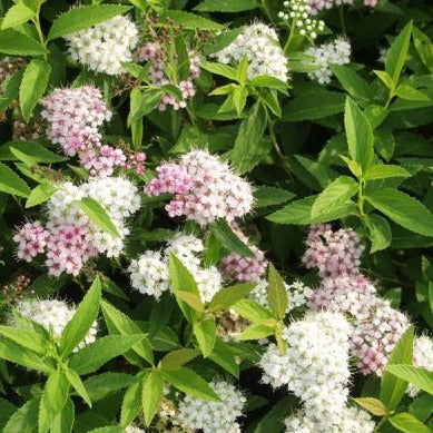 Spiraea japonica 'Genpei' - toptuinplanten