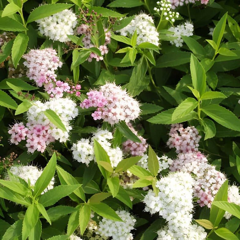 Spiraea japonica 'Genpei' - toptuinplanten