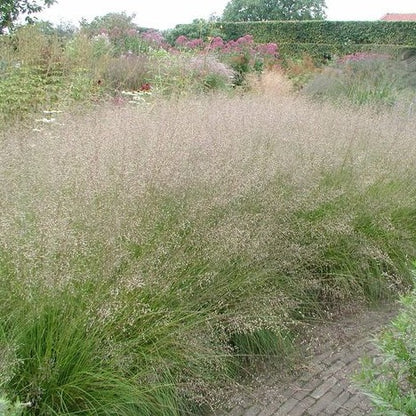 Sporobolus heterolepis - Prairiedropzaad - toptuinplanten