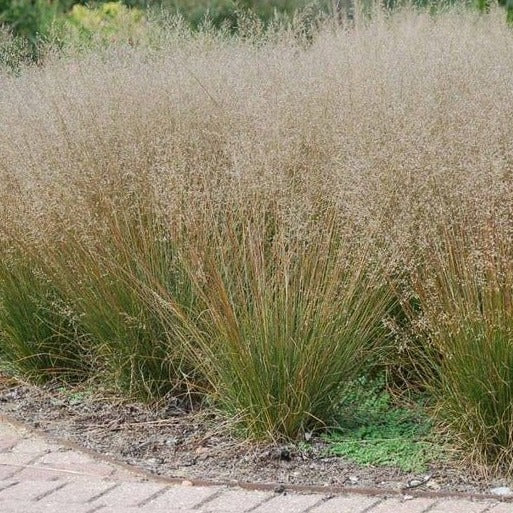 Sporobolus heterolepis - Prairiedropzaad - toptuinplanten