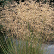 Stipa gigantea - Reuzenverdergras - toptuinplanten