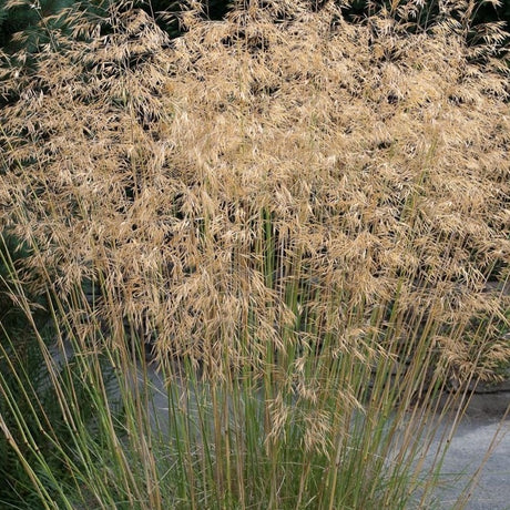 Stipa gigantea - Reuzenverdergras - toptuinplanten