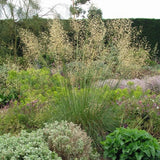 Stipa gigantea - Reuzenverdergras - toptuinplanten