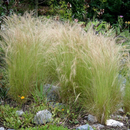 Stipa tenuissima 'Ponytails' - Verdergras - toptuinplanten