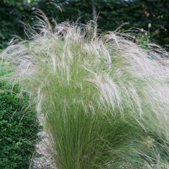 Stipa tenuissima 'Ponytails' - Verdergras - toptuinplanten