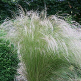 Stipa tenuissima 'Ponytails' - Verdergras - toptuinplanten