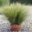 Stipa tenuissima 'Ponytails' - Verdergras - toptuinplanten