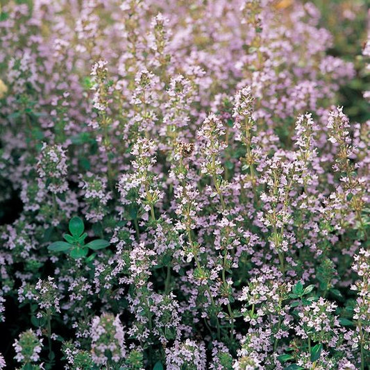 Thymus vulgaris - toptuinplanten