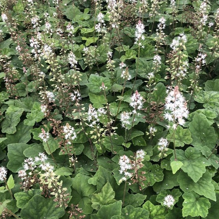 Tiarella wherryi - toptuinplanten