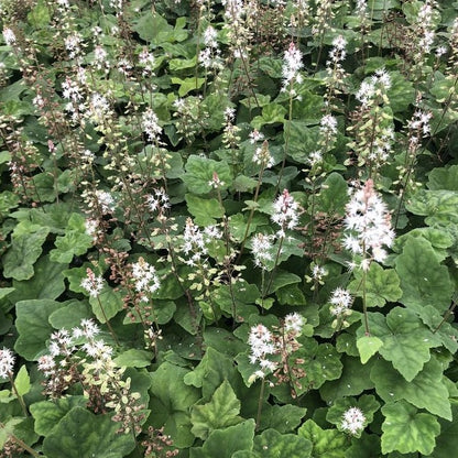 Tiarella wherryi - toptuinplanten