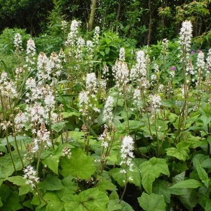 Tiarella wherryi - toptuinplanten