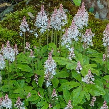 Tiarella wherryi - toptuinplanten