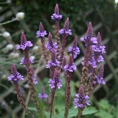 Verbena bonariensis 'Blue Spires' - Ijzerhard - toptuinplanten