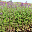 Verbena bonariensis 'Blue Spires' - Ijzerhard - toptuinplanten