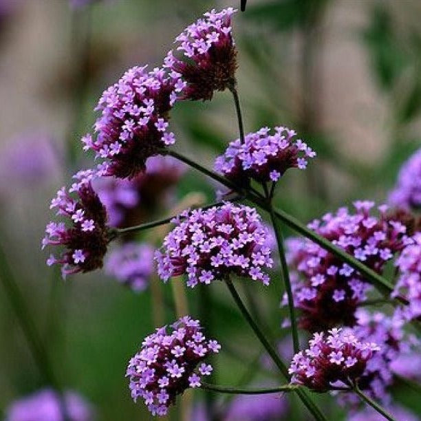 Verbena bonariensis - Ijzerhard - toptuinplanten