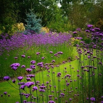 Verbena bonariensis - Ijzerhard - toptuinplanten