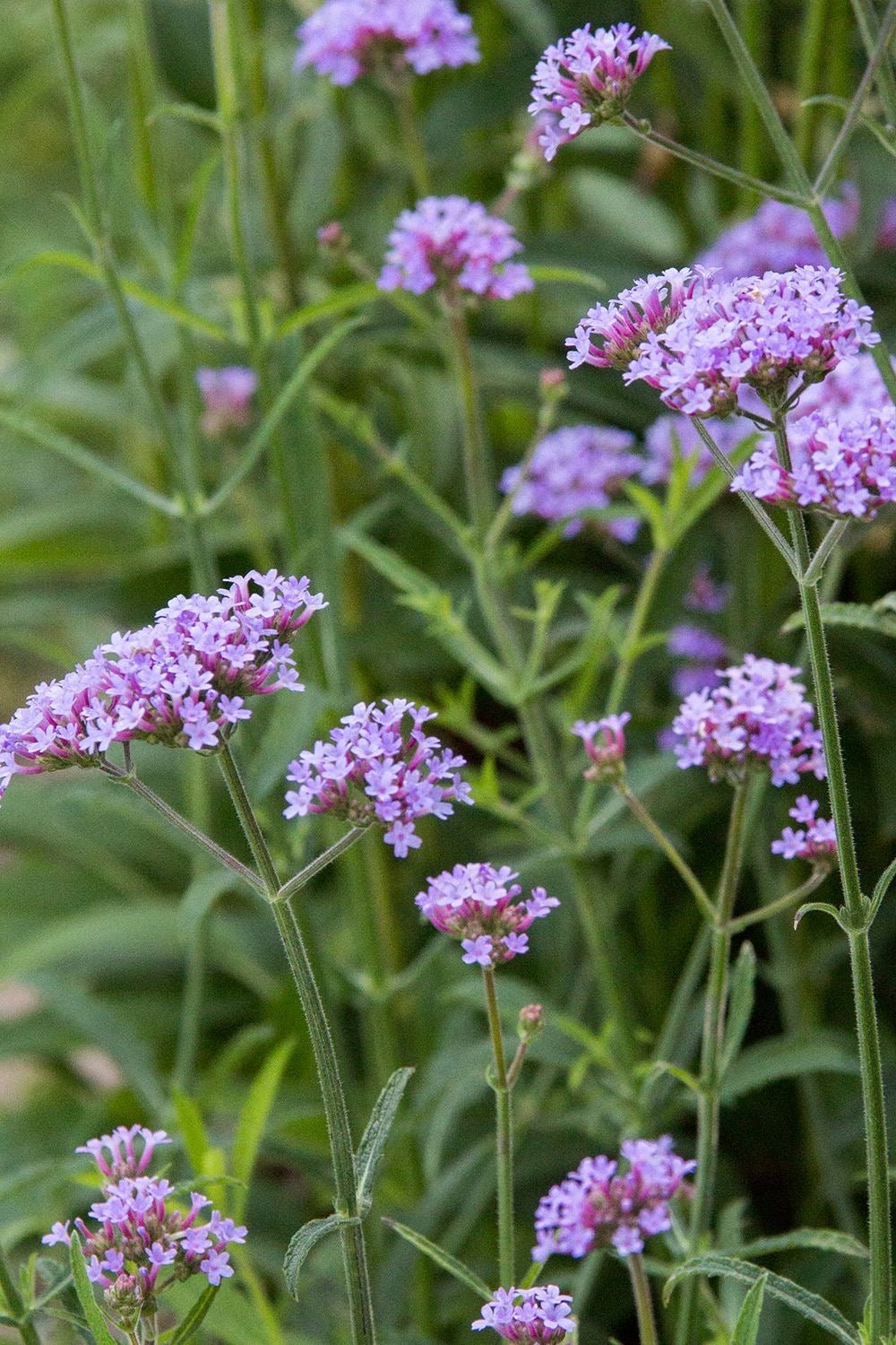 Verbena bonariensis - Ijzerhard - toptuinplanten