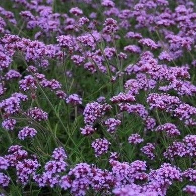 Verbena bonariensis 'Lollipop' - Ijzerhard - toptuinplanten