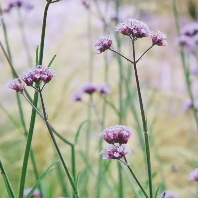 Verbena bonariensis 'Lollipop' - Ijzerhard - toptuinplanten