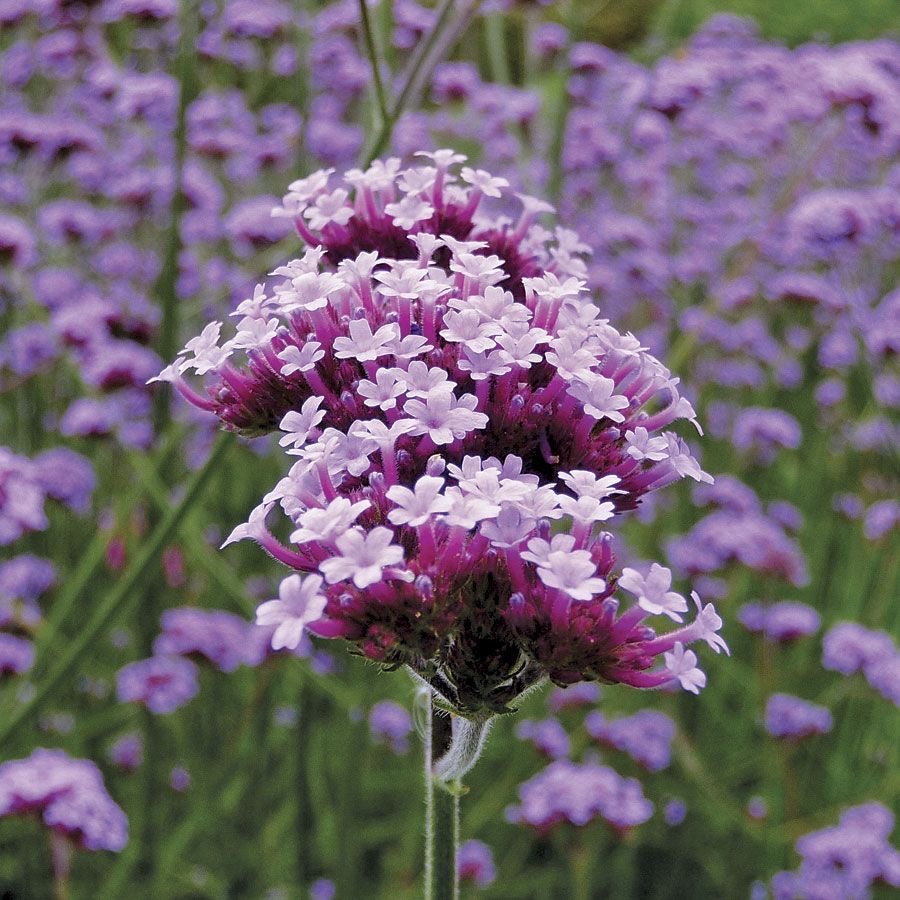 Verbena bonariensis 'Lollipop' - Ijzerhard - toptuinplanten