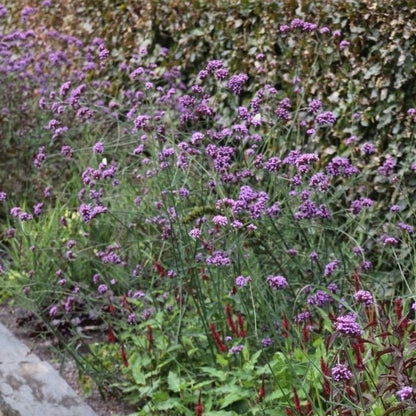 Verbena bonariensis 'Lollipop' - Ijzerhard - toptuinplanten