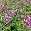 Verbena hastata 'Rosea - toptuinplanten