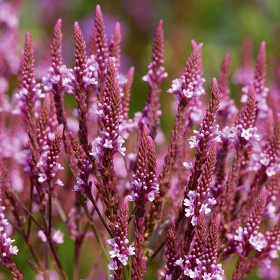 Verbena hastata 'Rosea - toptuinplanten