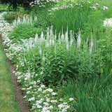 Verbena hastata 'White Spires - toptuinplanten