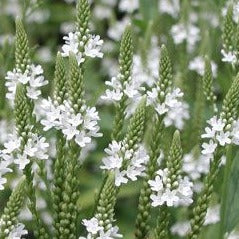 Verbena hastata 'White Spires - toptuinplanten