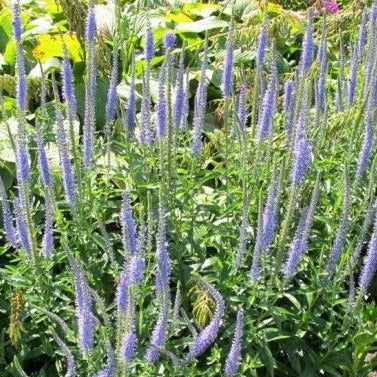 Veronica longifolia - toptuinplanten