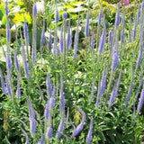 Veronica longifolia - toptuinplanten