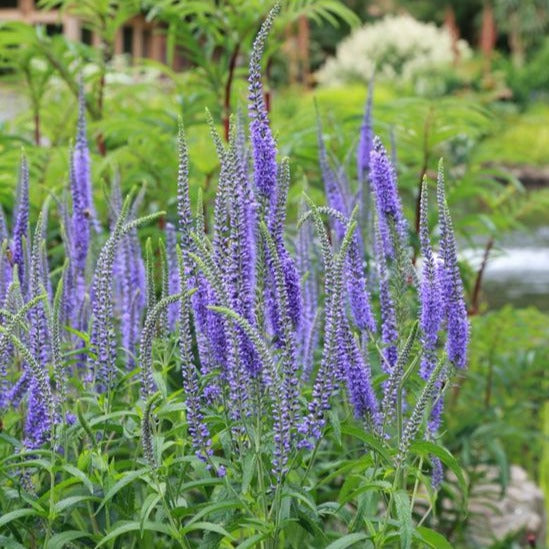 Veronica longifolia - toptuinplanten