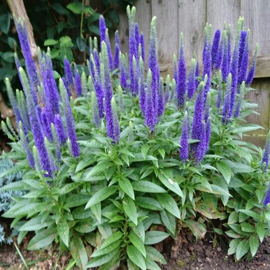 Veronica spic. 'Ulster Dwarf Blue - Ereprijs - toptuinplanten