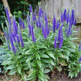 Veronica spic. 'Ulster Dwarf Blue - Ereprijs - toptuinplanten