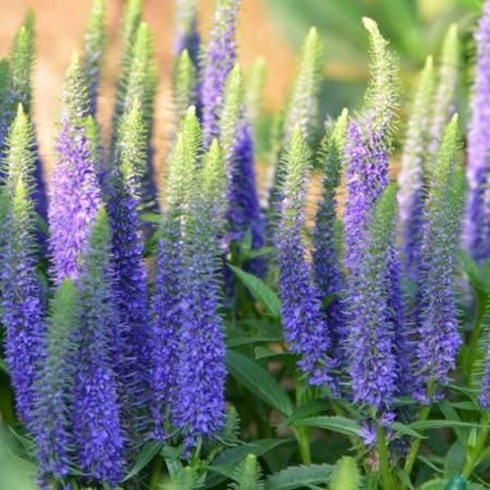 Veronica spic. 'Ulster Dwarf Blue - Ereprijs - toptuinplanten