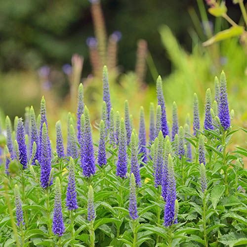 Veronica spic. 'Ulster Dwarf Blue - Ereprijs - toptuinplanten