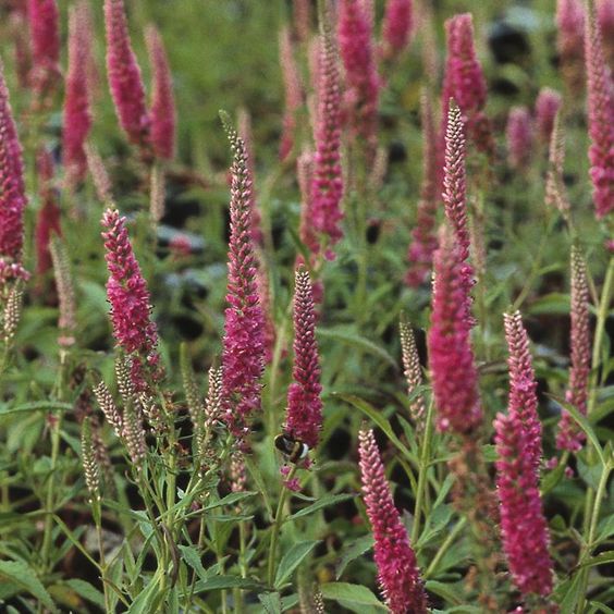 Veronica spicata 'Heidekind - Ereprijs - toptuinplanten