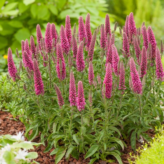 Veronica spicata 'Heidekind - Ereprijs - toptuinplanten