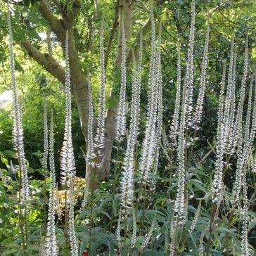 Veronicastrum virg. 'Album' - Ereprijs - toptuinplanten