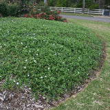 Vinca Minor 'Alba - Maagdenpalm - toptuinplanten