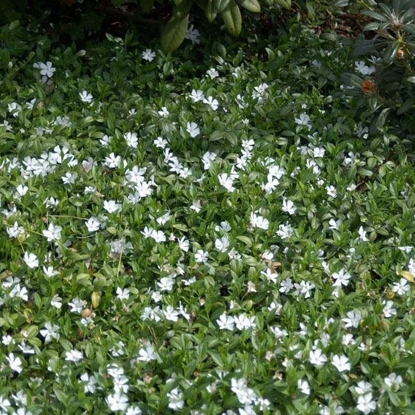 Vinca Minor 'Alba - Maagdenpalm - toptuinplanten