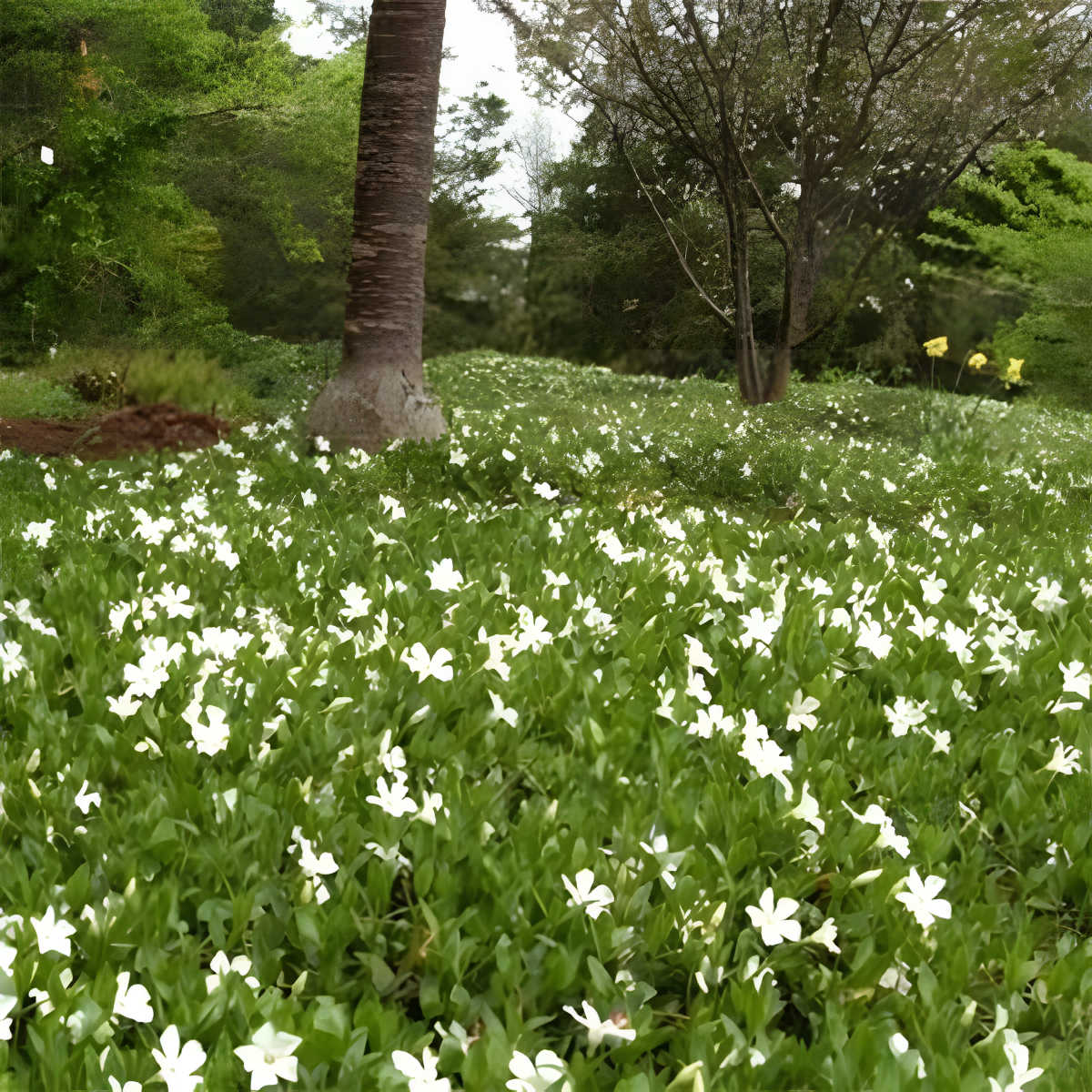 Vinca Minor 'Gertrude Jekyll - Maagdenpalm - toptuinplanten