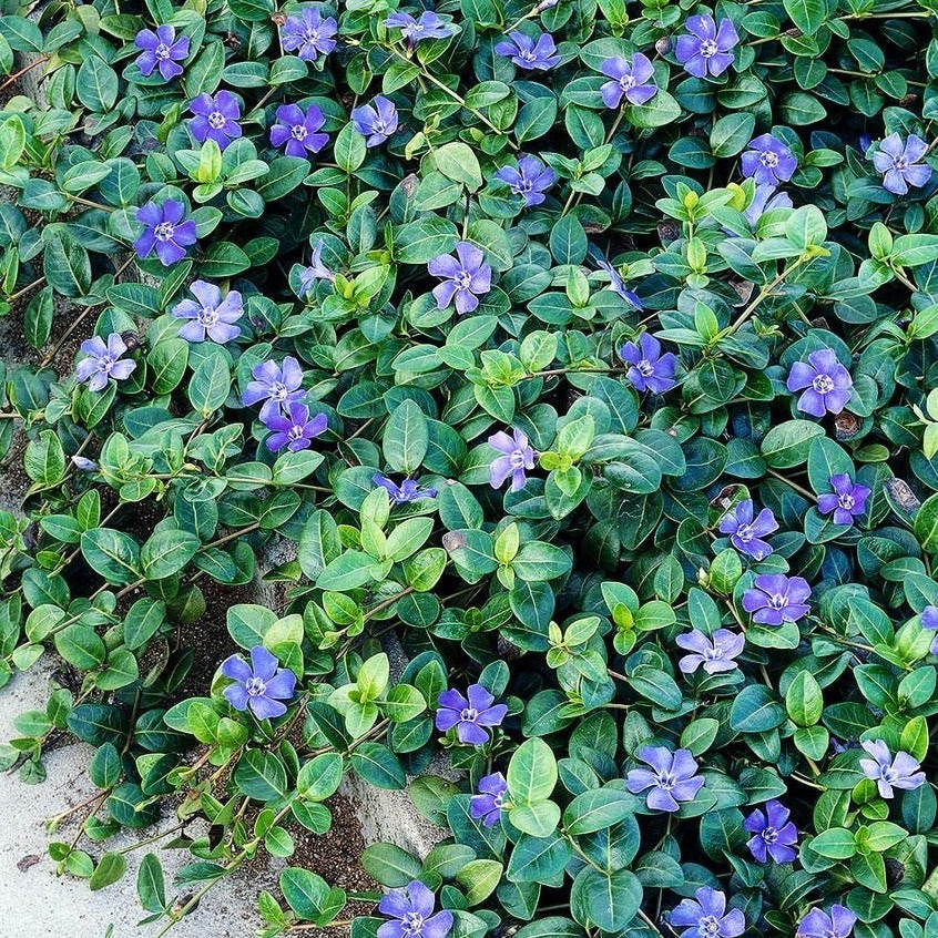 Vinca Minor - Maagdenbplam - toptuinplanten