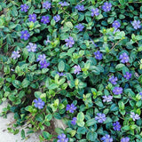 Vinca Minor - Maagdenbplam - toptuinplanten