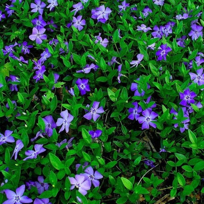 Vinca Minor - Maagdenbplam - toptuinplanten