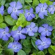 Vinca Minor - Maagdenbplam - toptuinplanten